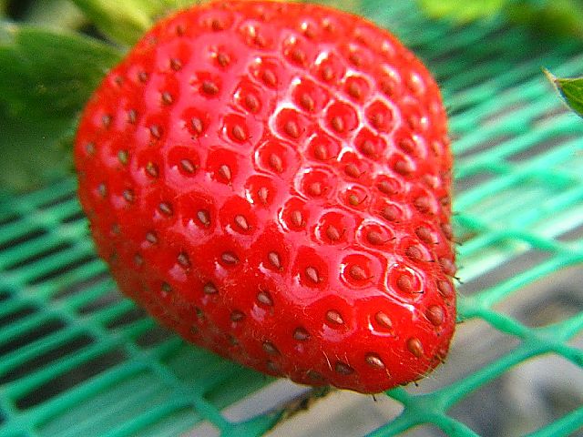 ハウスイチゴ
