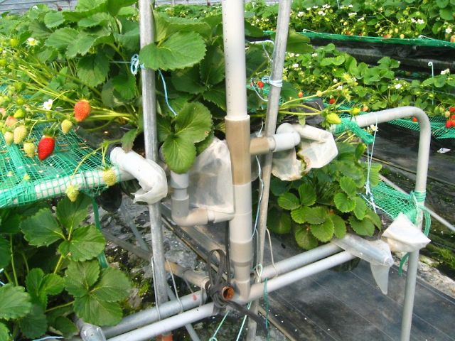 イチゴハウス水耕栽培施設