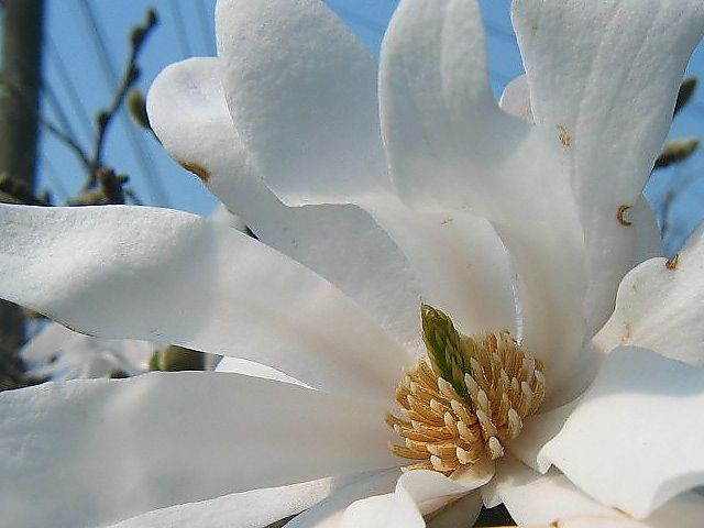 四手辛夷(シデコブシ)
