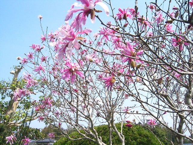 紅四手辛夷(ベニシデコブシ)